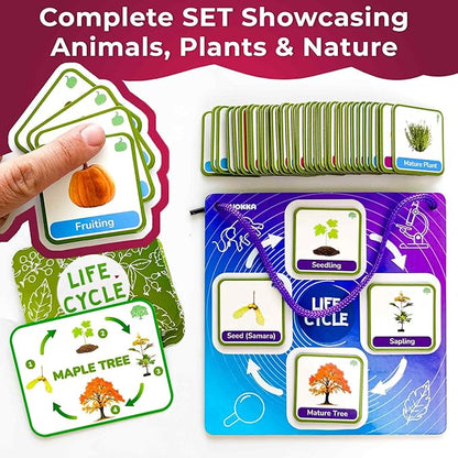 QUOKKA Life CycleToys for Kids - 30 Flashcards Toddler Science Kit Ages 2-4 - Pre-k Plant Animals Nature Learning Materials 3-5 - 120 Magnetic Flash Cards for Preschool and School (Part 2)