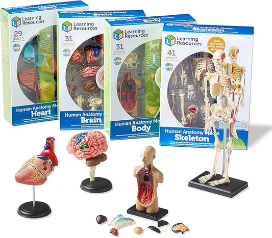 Learning Resources Anatomy Models Bundle Set - Skeleton and Physiology, Human Body Model , Science Classroom Must Haves, Biology Teacher Supplies, Interactive Homeschool Projects, Montessori